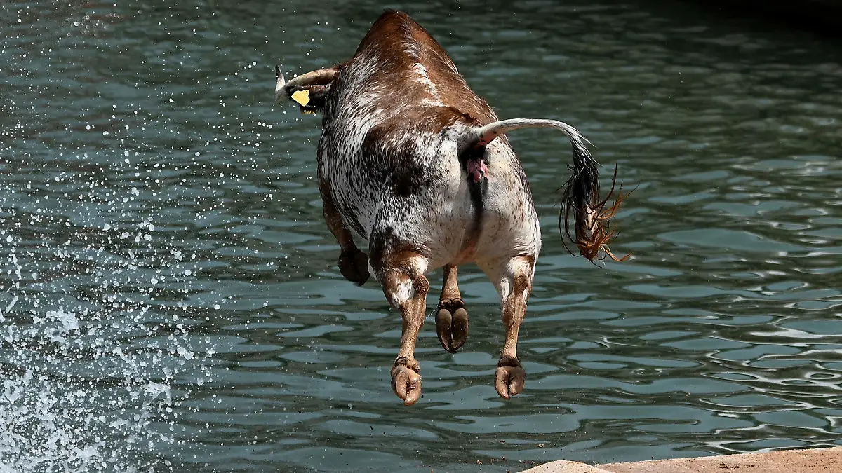 Toros al agua en España 